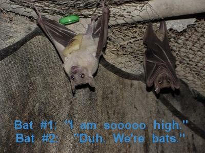 Bats Get The Munchies Too!